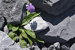 Foto: Glänzende Skabiose (Scabiosa lucida)