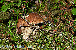 F160649: Gemeiner Steinpilz (Boletus edulis)