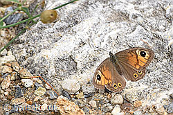Braunauge (Lasiommata maera) (23.08.2019, F160954)