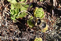 Foto: Hellgelbe Erdhummel (Bombus lucorum)