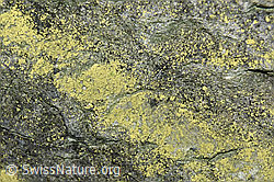 F161468: Fels-Schwefelflechten auf Sandstein