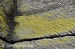 F161471: Fels-Schwefelflechten auf bearbeitetem Sandstein