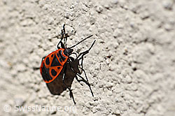 Gemeine Feuerwanze (Pyrrhocoris apterus) (F161571) Gemeine Feuerwanze (Pyrrhocoris apterus) (F161571)