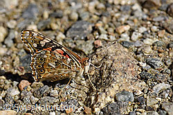 Distelfalter (Cynthia cardui) mit geschlossenen Flügeln (F162158)