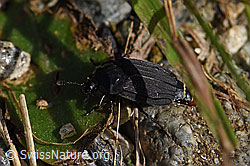 Silpha tristis (Aaskäfer) (16.09.2019, F162170)