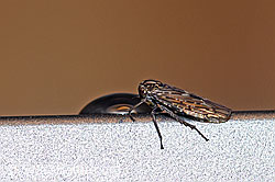 Bärtige Winkerzikade (Idiocerus herrichii) (F162775)