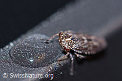 Bartwinkerzikade (Idiocerus herrichii) (F162783)