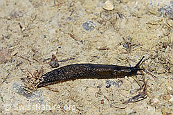 Spanische Wegschnecke (Arion vulgaris) (F163878)