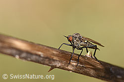 Gewürfelte Tanzfliege (Empis tesselata) (03.04.2020, F164225)