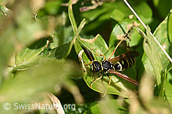 Polistes albellus (F164235)