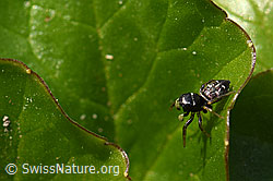 Foto: Heliophanus cupreus, Weibchen