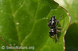 Heliophanus cupreus (Springspinne), Weibchen (07.04.2020, F164275)