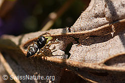 Foto: Heliophanus cupreus, Weibchen