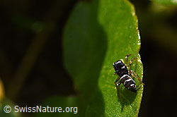 Foto: Heliophanus cupreus, Weibchen