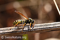 Französische Feldwespe (Polistes dominula) (F164328) Französische Feldwespe (Polistes dominula) (F164328)
