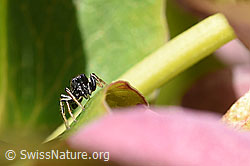 Foto: Heliophanus cupreus, Männchen