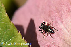 Foto: Heliophanus cupreus, Männchen