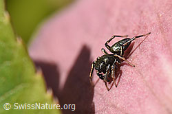 Heliophanus cupreus, Männchen (10.04.2020, F164410)