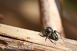 Foto: Heliophanus cupreus, Männchen