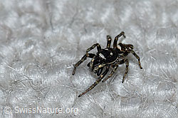 Zerbraspringspinne, Männchen (F164461)