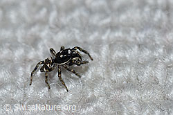Photo: Zerbraspringspinne, Männchen