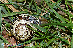 Gartenschnirkelschnecke (Cepaea hortensis) (14.04.2020, F164480)