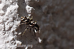 Zebra-Springspinne (F164527)