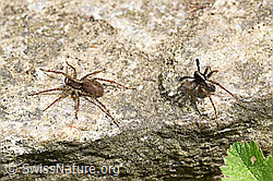 Foto: Wolfspinne Pardosa lugubris, Weibchen und Männchen