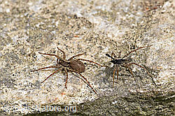 Foto: Wolfspinne Pardosa lugubris, Weibchen und Männchen.