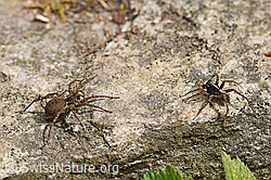 Foto: Wolfspinne Pardosa lugubris, Weibchen und Männchen.