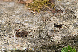 Foto: Wolfspinne Pardosa lugubris, Weibchen und Männchen