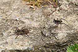 Foto: Wolfspinne Pardosa lugubris, Weibchen und Männchen