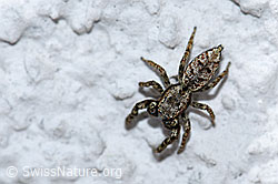 Sitticus pubescens (Springspinne) (F164764)