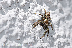 Photo: Sitticus pubescens