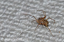 Speispinne (Scytodes thoracica) (22.04.2020, F164812)
