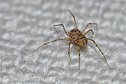 Speispinne (F164813)