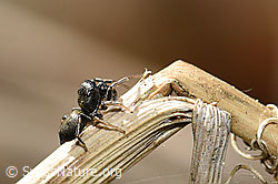 Foto: Heliophanus cupreus (Springspinne) auf Grashalm
