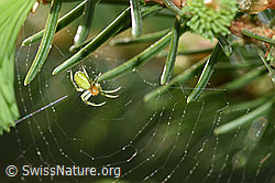 Kürbisspinne (Araniella cucurbitina) im Radnetz (F164919)