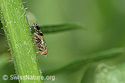 Foto: Pippau-Bohrfliege (Tephritis crepidis)