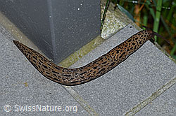 Grosser Schnegel (Limax maximus) (F165000)