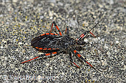 Geringelte Mordwanze (Rhynocoris annulatus) (25.04.2020, F165068)