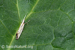 Plutella porrectella (Schleiermotte) (F165197)