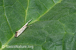 Plutella porrectella (Schleiermotte) (02.05.2020, F165199)