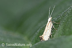 Plutella porrectella (Schleiermotte) (F165214)