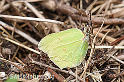 Zitronenfalter (Gonepteryx rhamni) (03.05.2020, F165222)