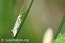 Plutella porrectella (Schleiermotte) (F165281)