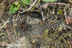Labyrinthspinne (Agelena labyrinthica), vor dem Trichter sitzend (F165324)