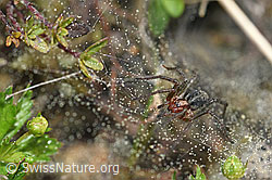 Labyrinthspinne (Agelena labyrinthica) im Netz (08.05.2020, F165326)