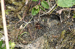 Photo: Labyrinthspinne (Agelena labyrinthica)