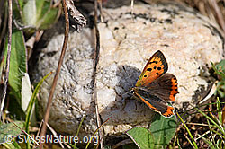 Kleiner Feuerfalter (Lycaena phlaeas) (F165347) Kleiner Feuerfalter (Lycaena phlaeas) (F165347)